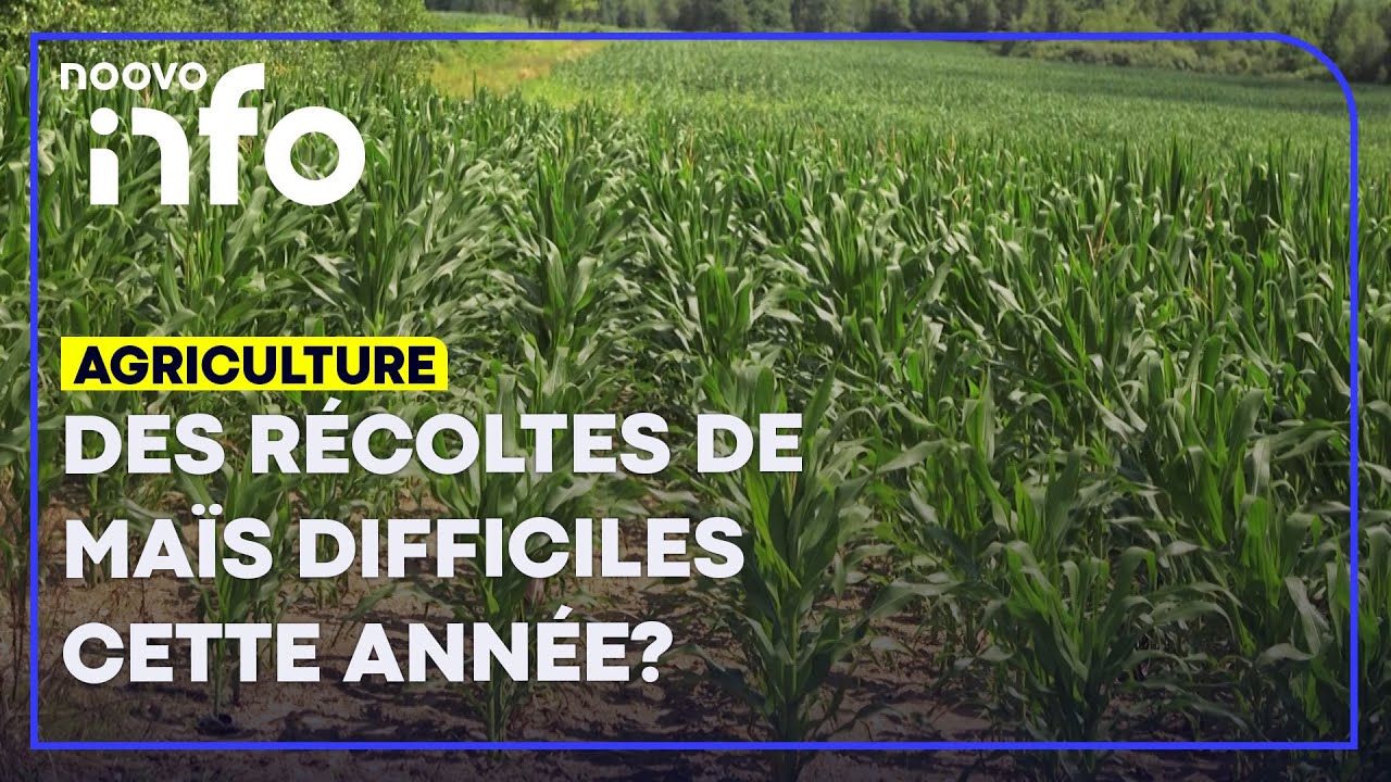 «Pas une année de record»: les producteurs de grains du Québec s’attendent à des récoltes difficiles