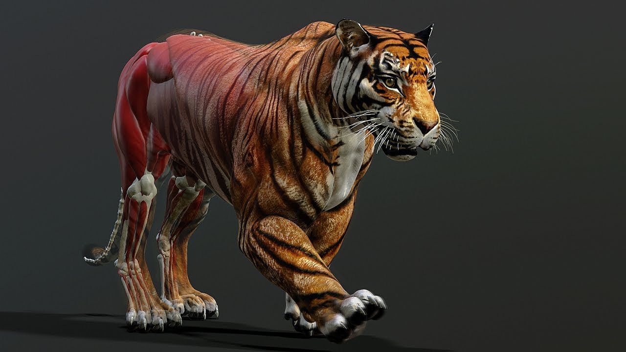 ZIVA VFX Hyper Real Quadruped Setup | Musculoskeletal Breakdowns