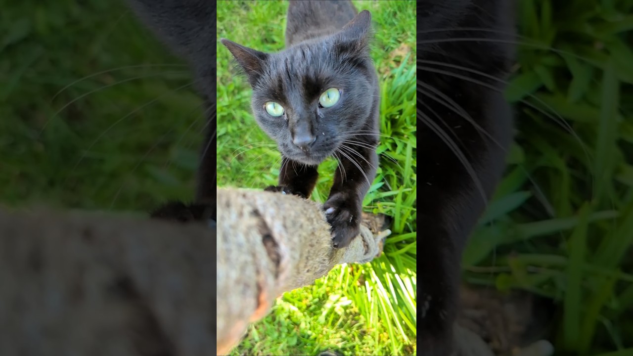 🐾😼🐈&zwj;⬛ #minipanther #cat #blackcat