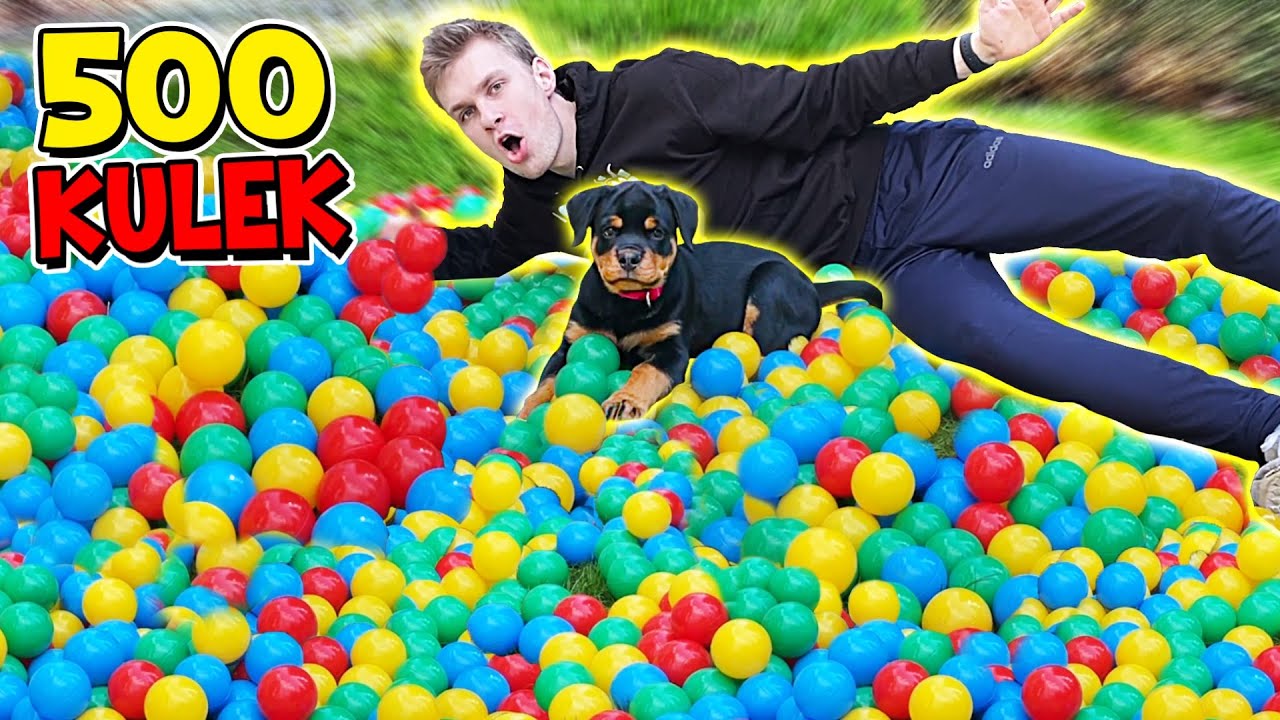 PIES ABRA vs 500 KOLOROWYCH KULEK! (epicka reakcja)