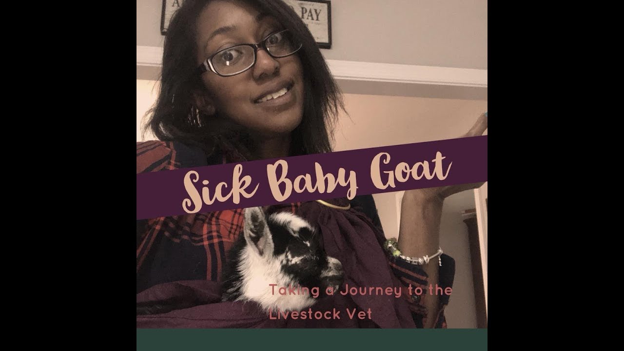Sick Goat Adventure—A Journey to the Livestock Vet