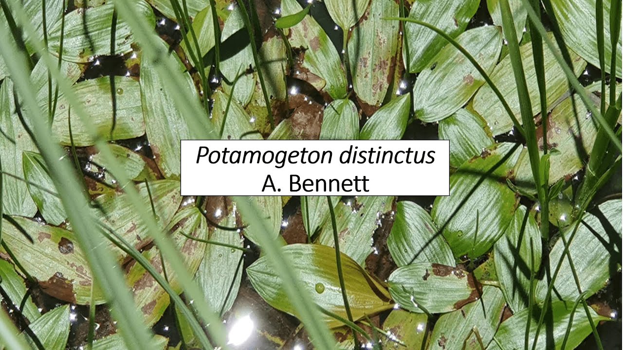 Potamogeton distinctus/Sochum/Major weed of rice crop