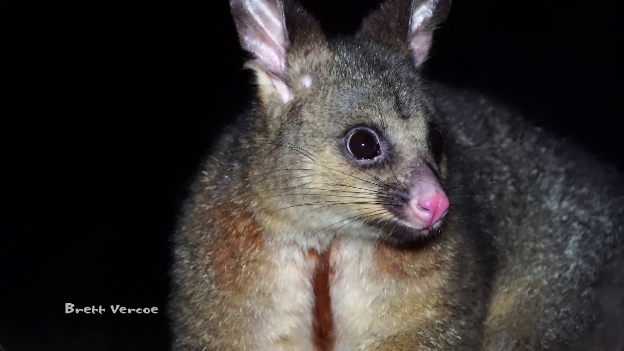 Wildlife of the Coffs Harbour hinterland