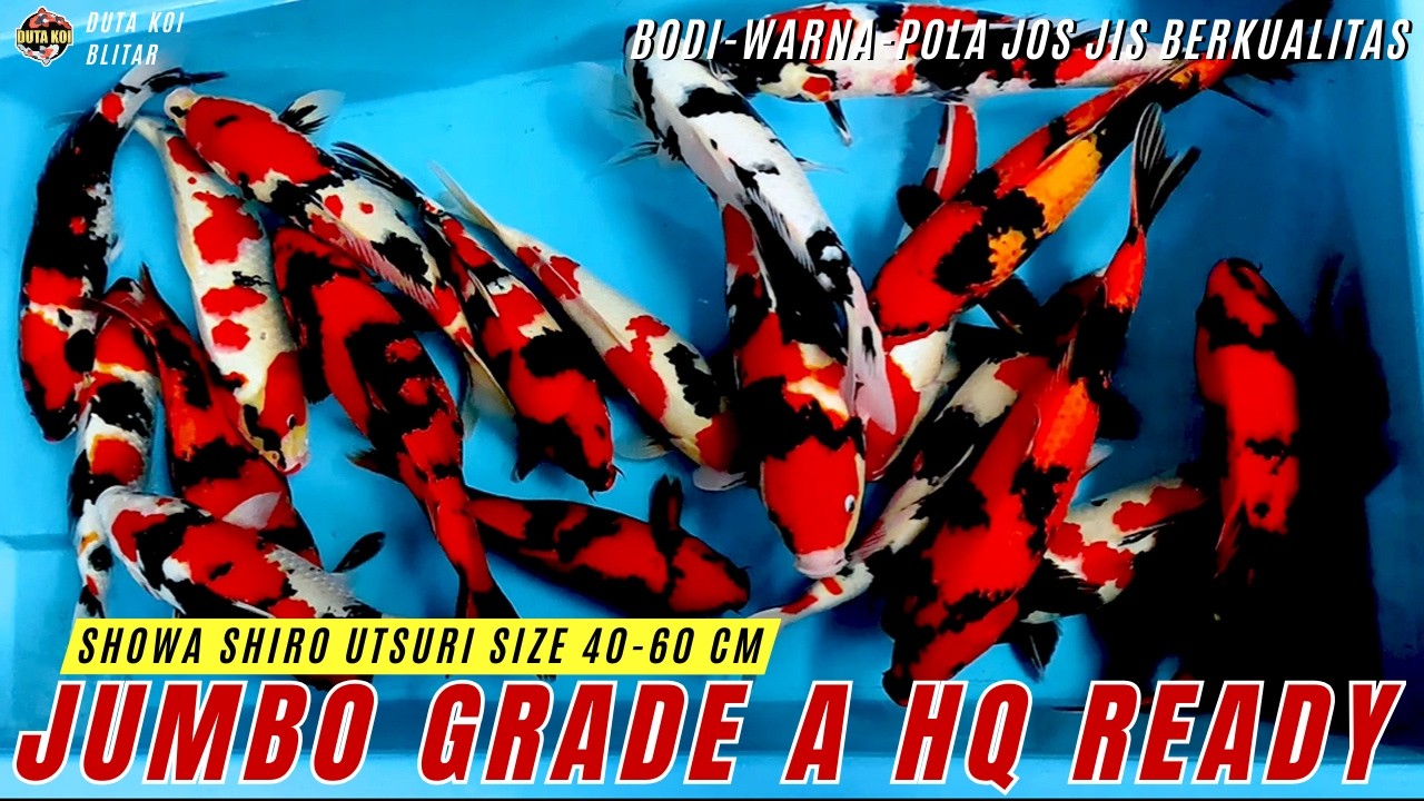 KOI LOKAL ISTIMEWA: SHOWA SHIRO USTUSI GRADE A HQ SIZE 40-60 CM READY!! SERBU BOSKU!!