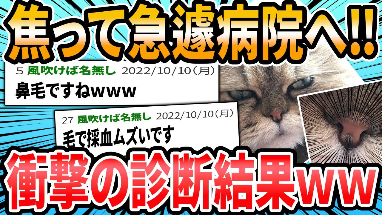 【猫おもしろ】ドクターに言われた衝撃的な言葉【2ch面白いスレ】