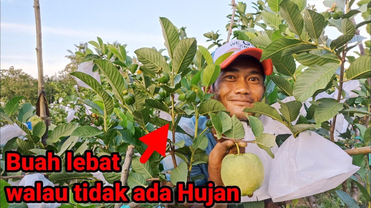 cara Tepat Memangkas tanaman jambu siumik pala dan jambu kristal