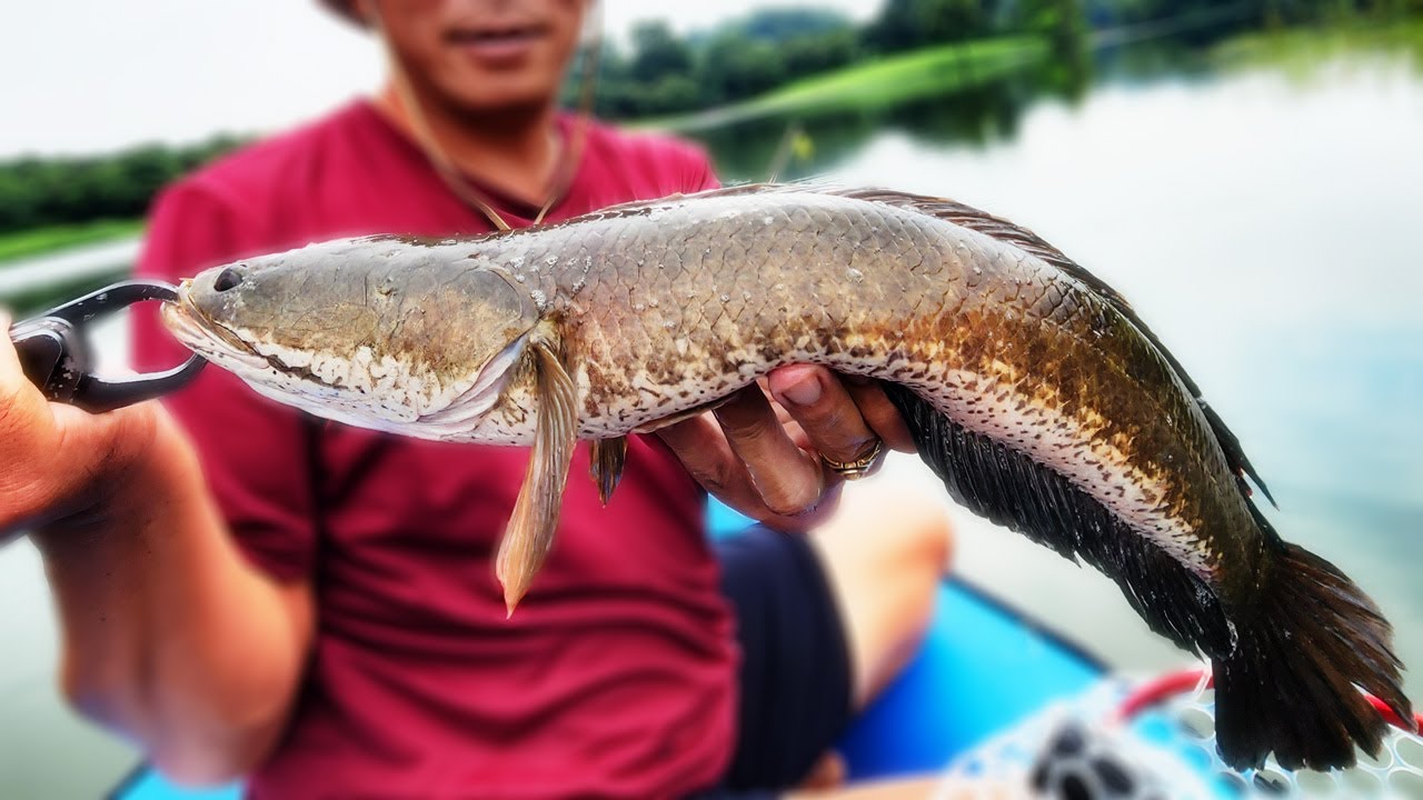 CÂU CÁ MANG LÊN BẢN