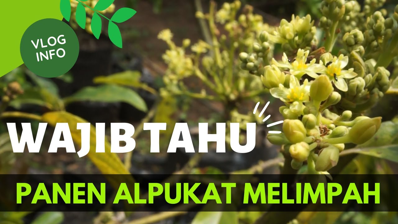 ✔Wajib tahu ❗ Tipe Bunga Alpukat [Vlog Info]