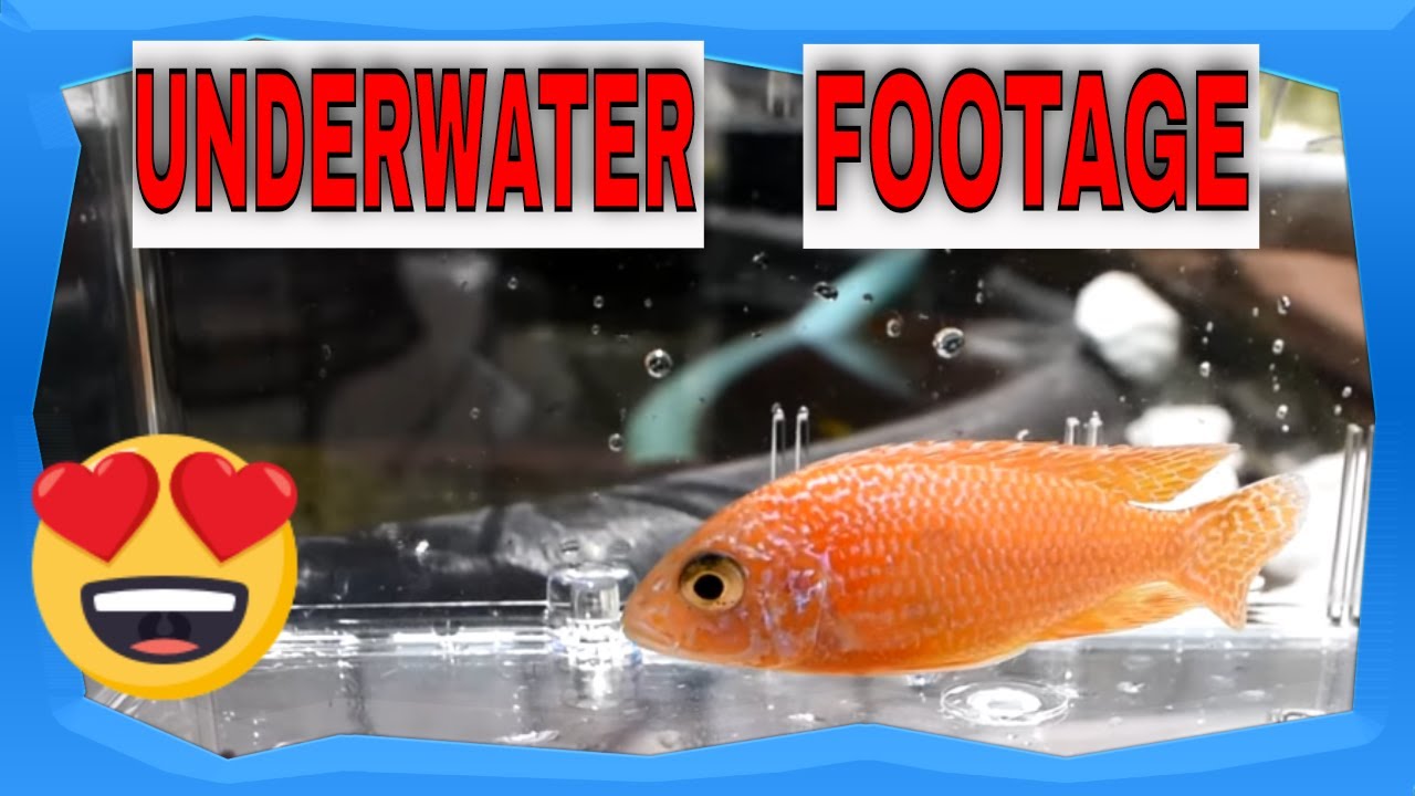 African Cichlid Pond *Underwater Footage*