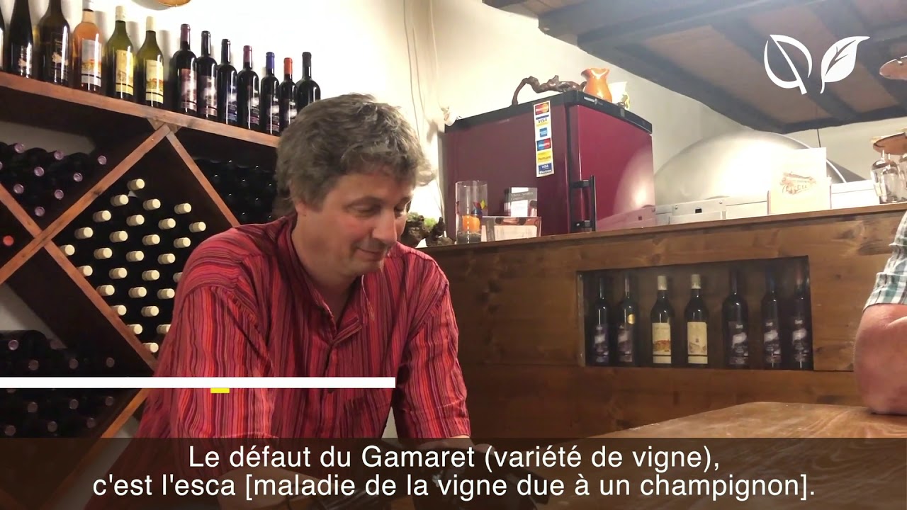 La Confusion en Viticulture, une Technique Alternative aux Insecticides – Partie 2