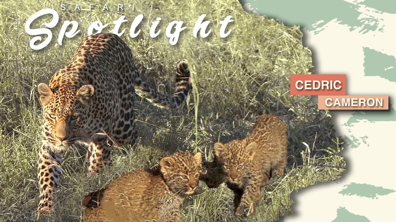 Heartwarming moments with Tlalamba the leopardess - Safari Spotlight