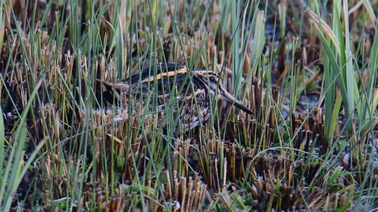 Jack Snipe WWT Slimbridge (4k Version)