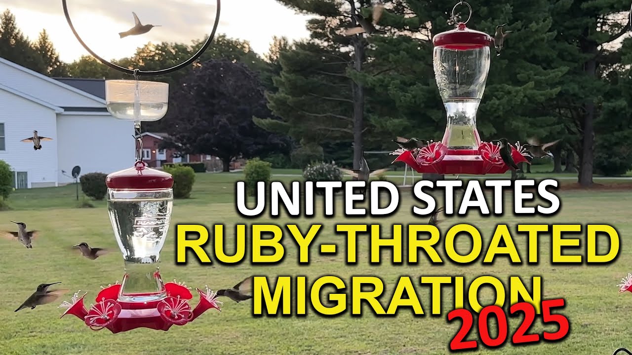 Ruby-throated Hummingbird Migration Across the United States 2025