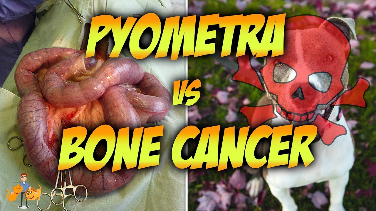 Pyometra + Mammary Cancer vs Bone Cancer + Joint Disease (should you spay a dog?)