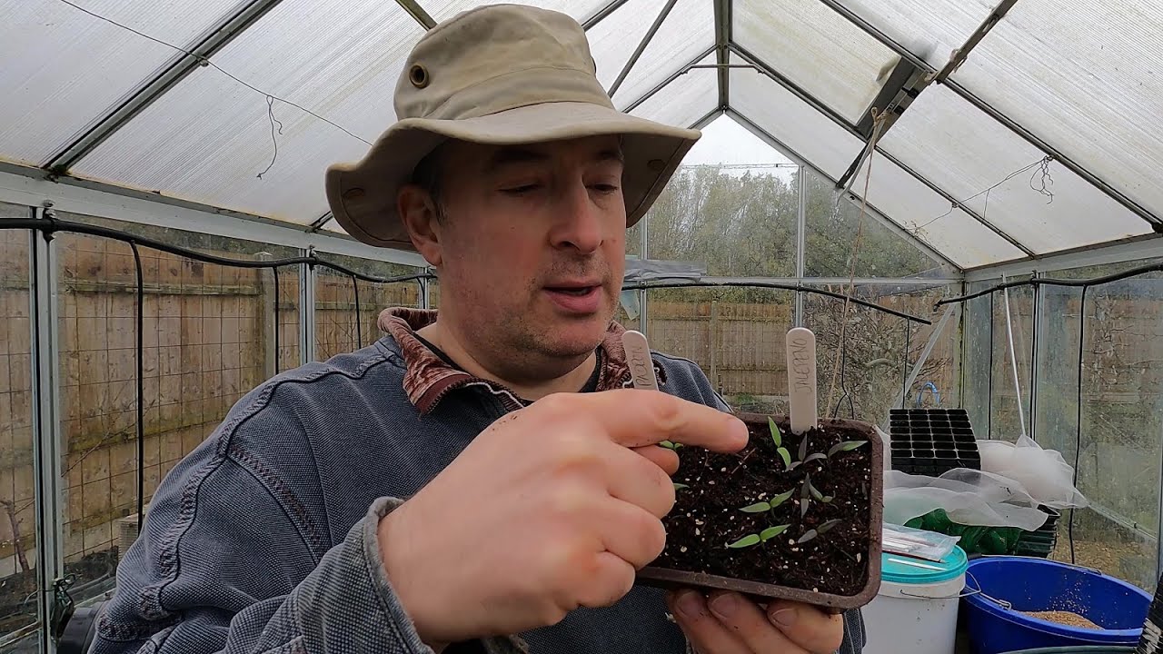 Pricking out peppers and chillies | Tips for pricking out