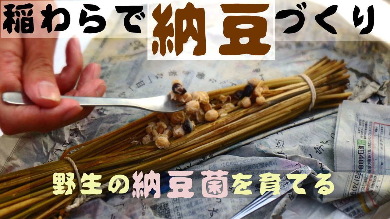 【ぐるりの暮らし】#46「わらづと納豆をつくる」～稲わらを使って、昔ながらの野生の納豆菌での納豆づくりをしました。大豆と田んぼは二人三脚の営みなのです。
