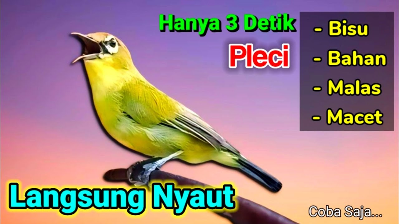 PLECI GACOR ngalas SUARA KRISTAL || ampuh memanggil lawan BUNYI EMOSI BukPar.