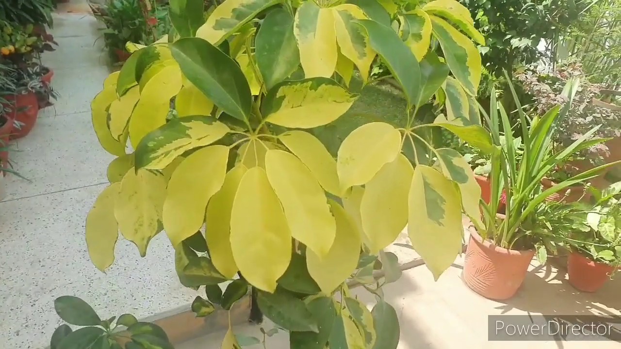 3 types of Schefflera//Indoor air purifier//Complete care//Potting soil mix