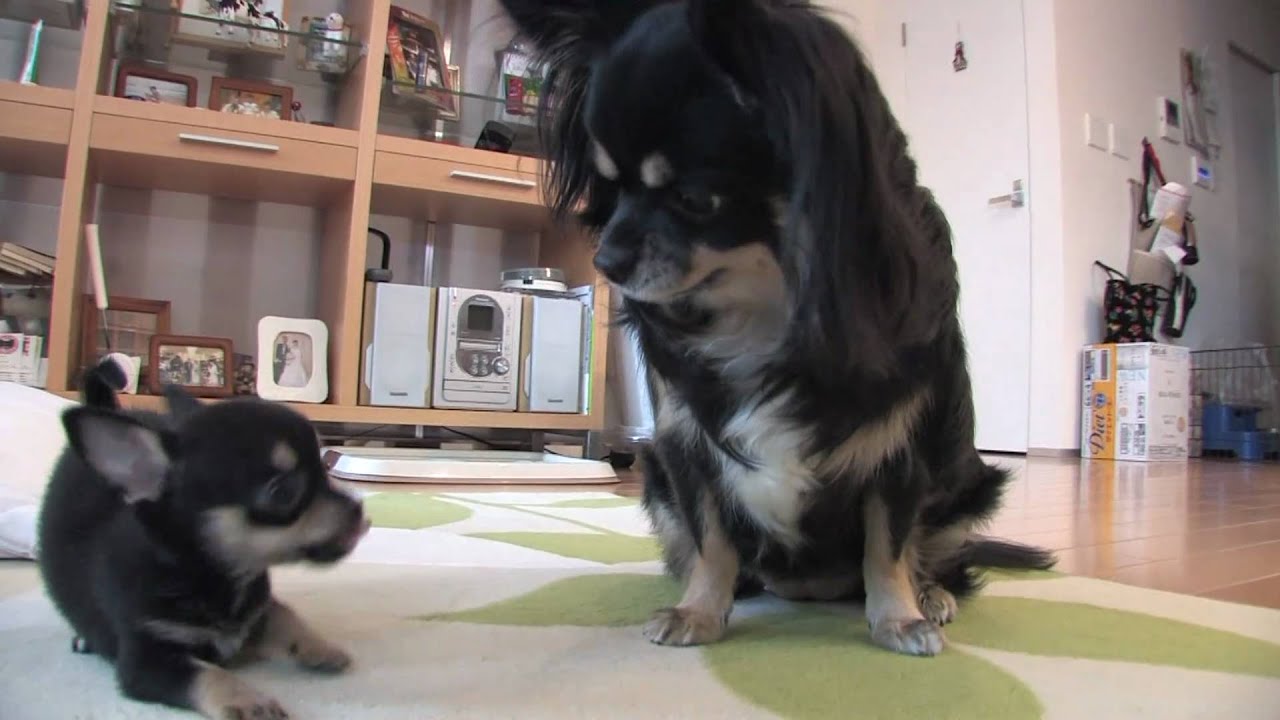 ティ　デビュー　(New family!!) 　チワワの赤ちゃんです。