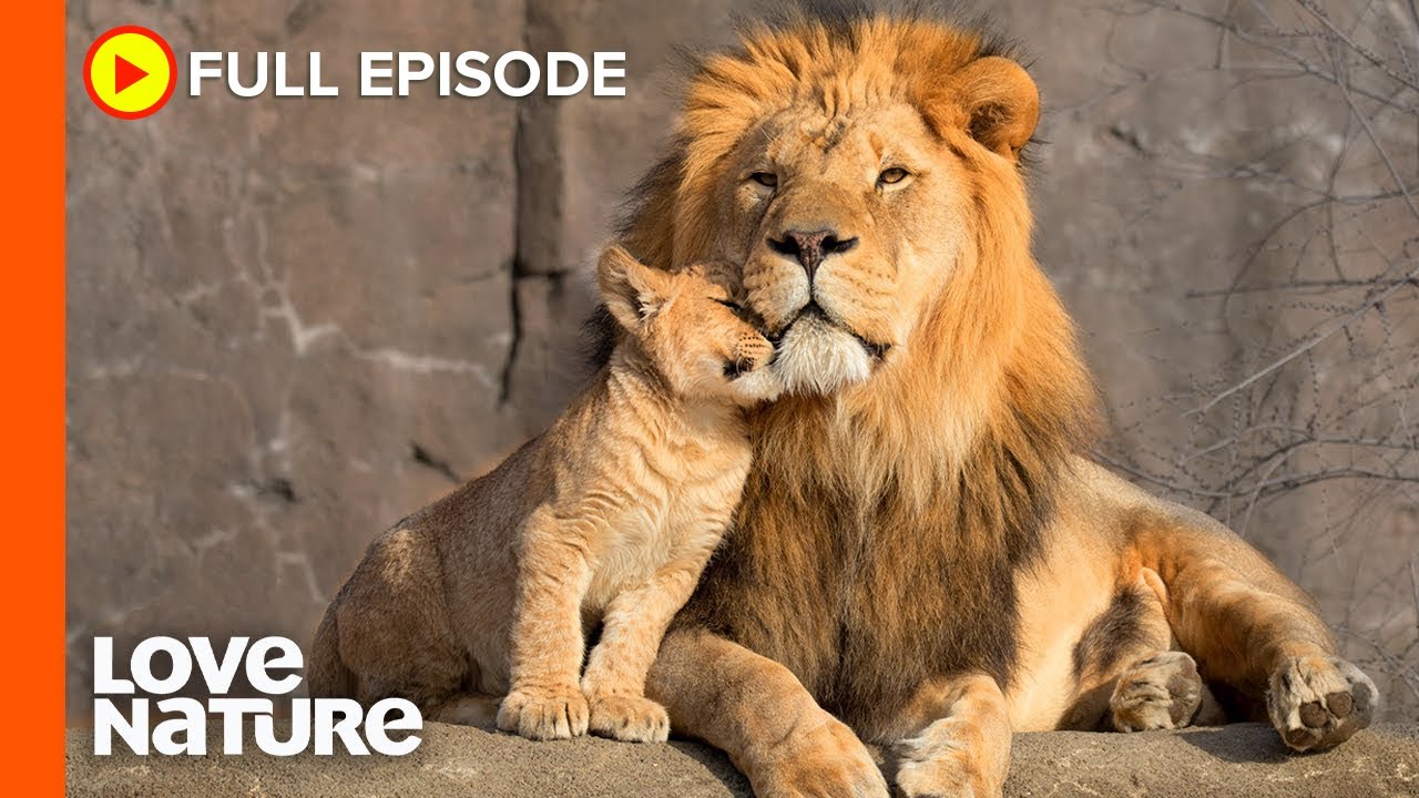 Lion Cubs Meet Dad For The First Time  | Wildlife Icons Ep101