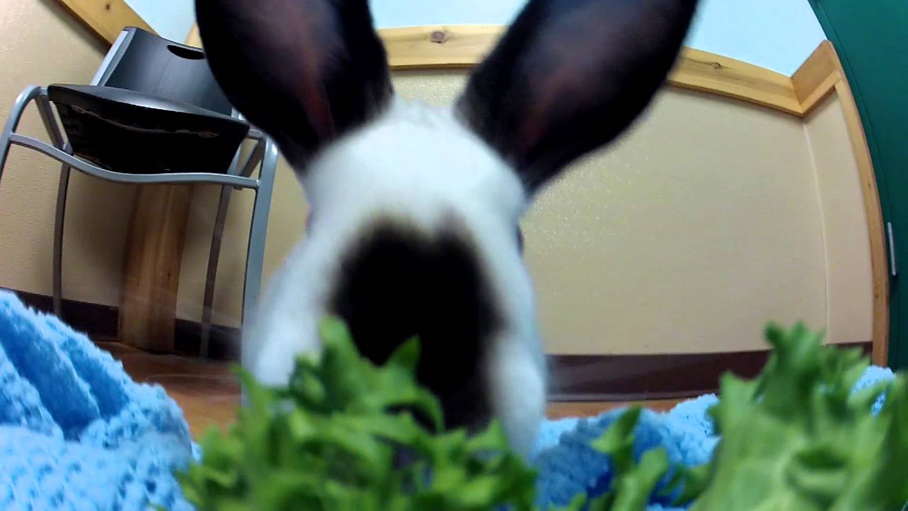 The Fantastic Five: HAWS Featured adoptable pets!