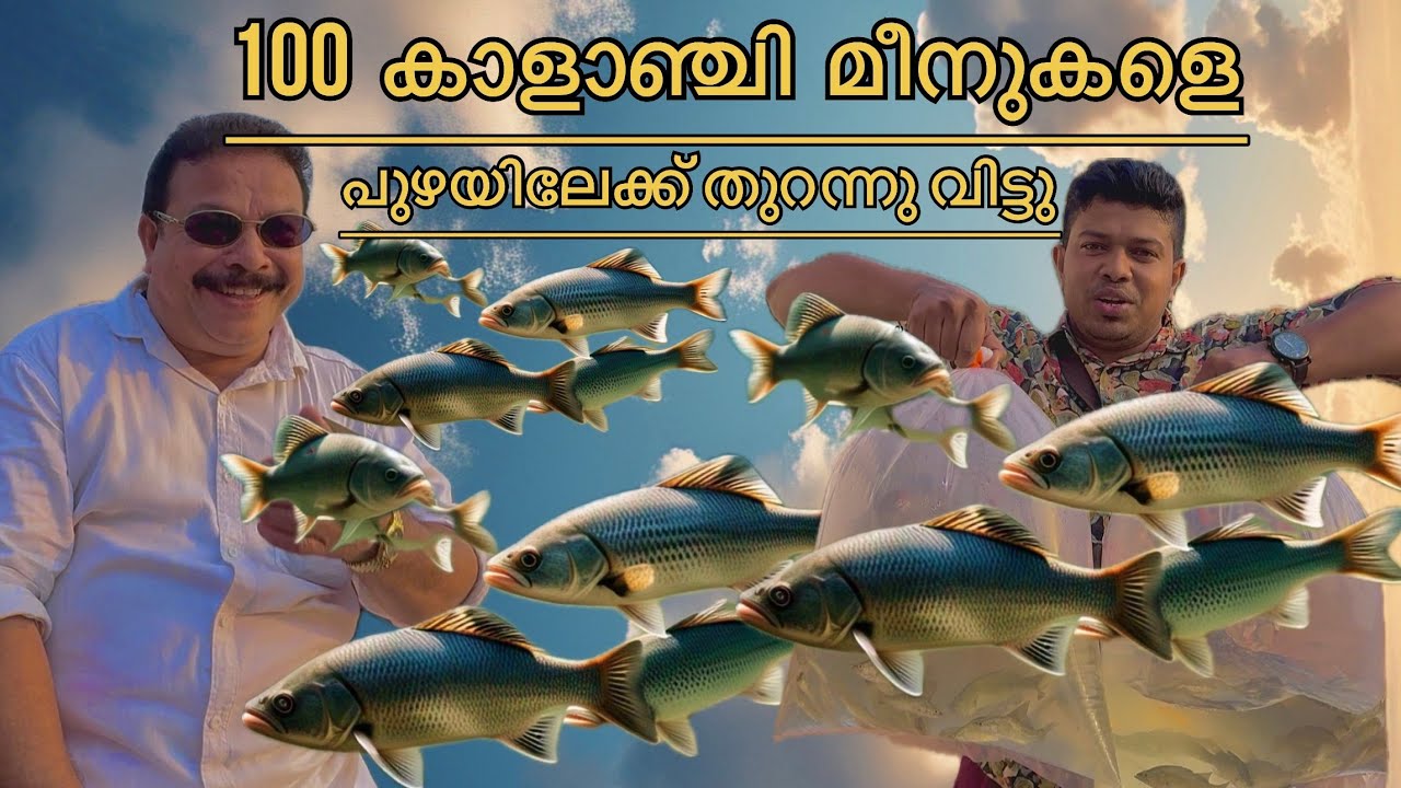 120 കാളാഞ്ചികളെ പുഴയിലേക്ക് തുറന്ന് വിടുന്ന അപൂർവ കാഴ്ച 😱 വഞ്ചിയിൽ കൃഷ്ണൻകോട്ട പുഴയിലൂടെ ✅ #fishing