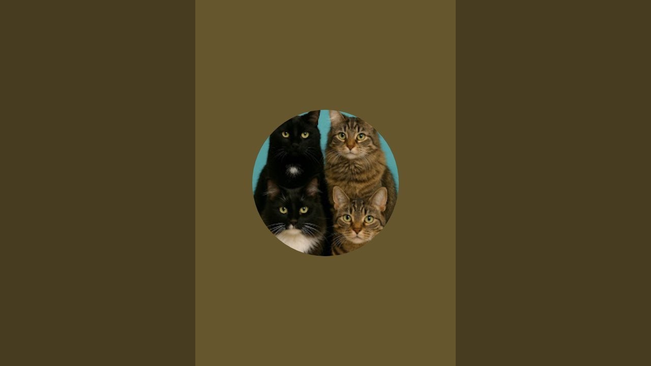 Cute cats watching birds on a rainy evening live