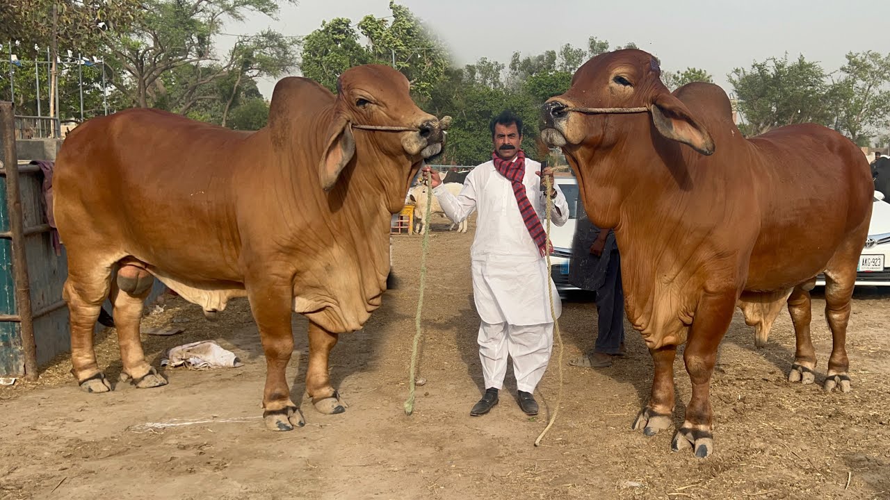 Biggest Brahman Bulls of Haji Shokat Doggar at Decent Cattle Farm 