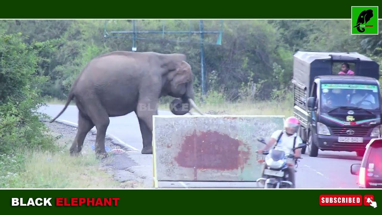 The Giant King Returns: Dramatic #Elephant #Encounter on the Highway! #elephantattack #elephant