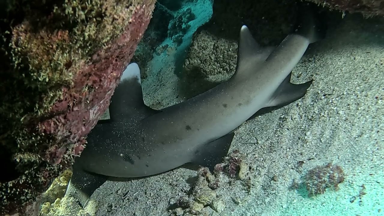 ABU DABBAD 1 à MARSA ALAM  EGYPTE en pleine mer seconde plongée du 21 octobre 2025