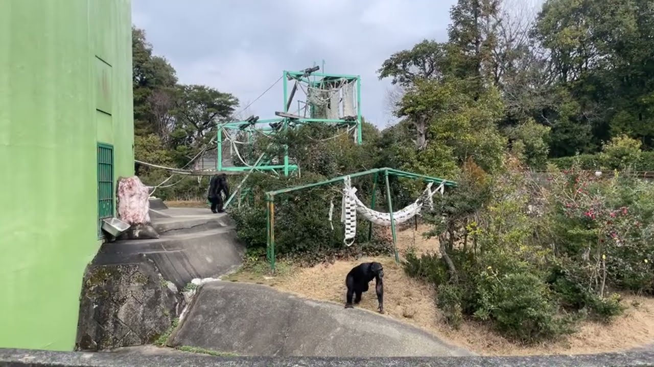 【猿JOY！感謝祭2026】ロングラン配信①アフリカセンター