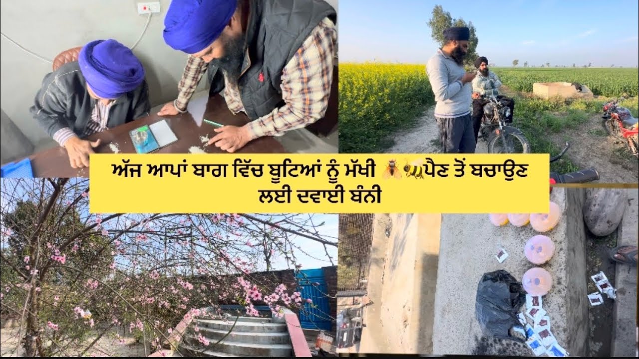 ਅੱਜ ਆਪਾਂ ਬਾਗ ਵਿੱਚ ਬੂਟਿਆਂ ਨੂੰ ਮੱਖੀ 🪰🐝ਪੈਣ ਤੋਂ ਬਚਾਉਣ ਲਈ ਦਵਾਈ ਬੰਨੀ