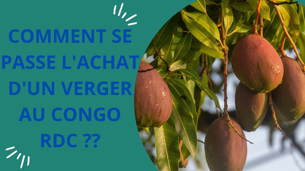 L'achat d'un verger au Congo Kinshasa