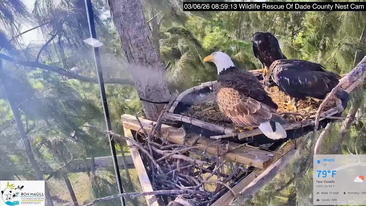 Wildlife rescue of Dade county 2026.3.6 🥳🏠R10 is back home!