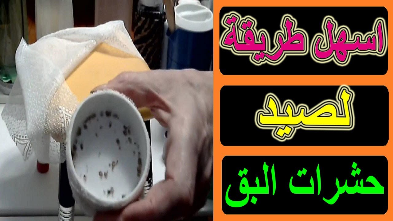 #التخلص_من_البق/أفضل طريقة للقضاء على البق والتخلص من حشرات البق
