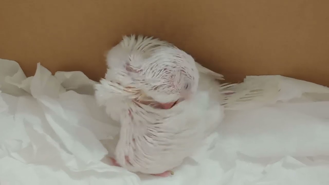 割捨不下的情感，白和尚鸚鵡〈阿寶〉。The emotion that can’t be let go, white monk parakeet〈Abao〉。
