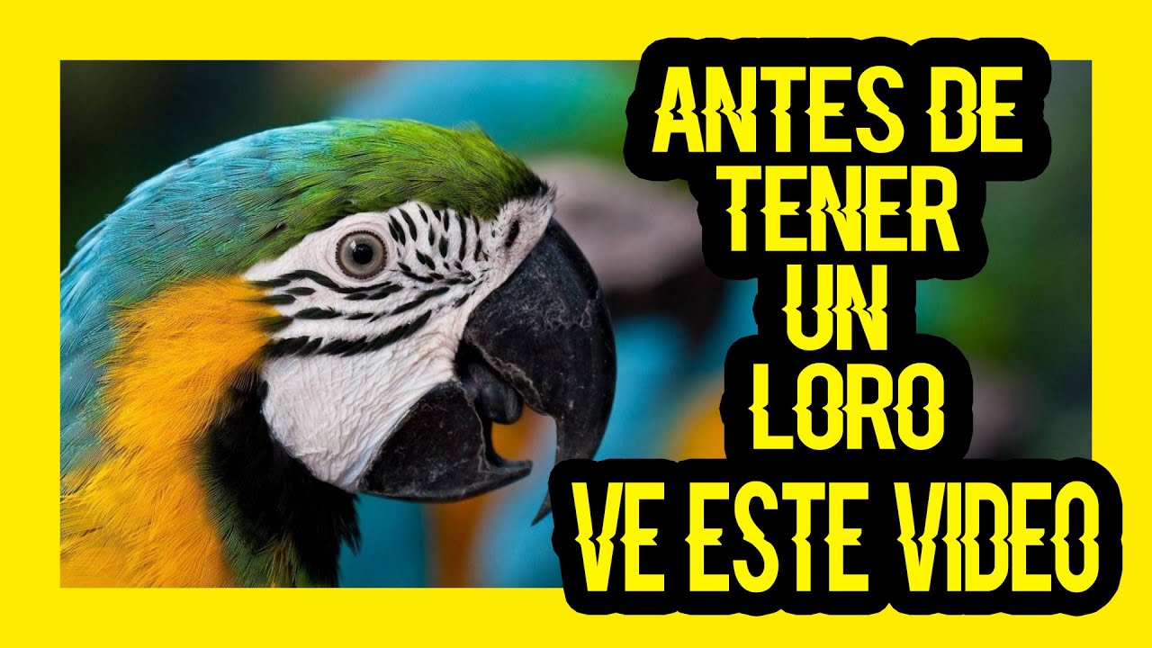 10 COSAS QUE TIENES QUE SABER ANTES DE TENER UN LORO