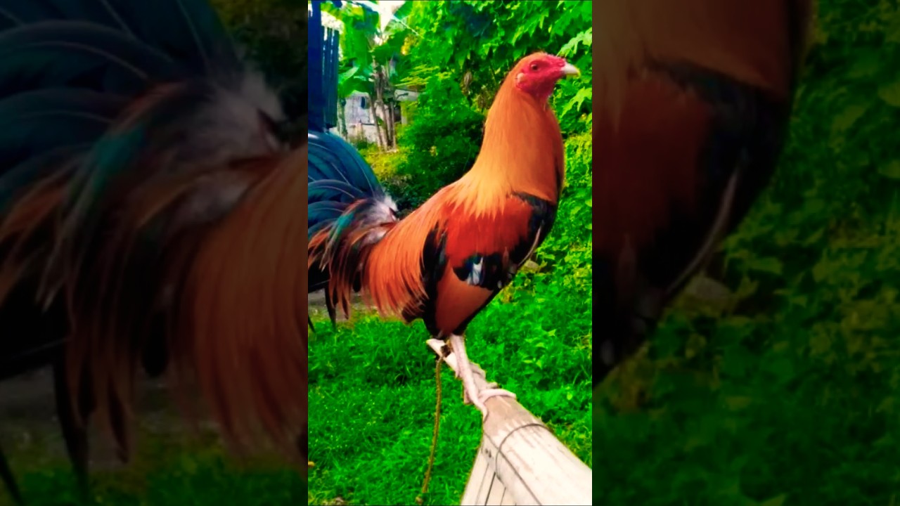 pumpkin hatch sweater #rooster #ayam #chicken