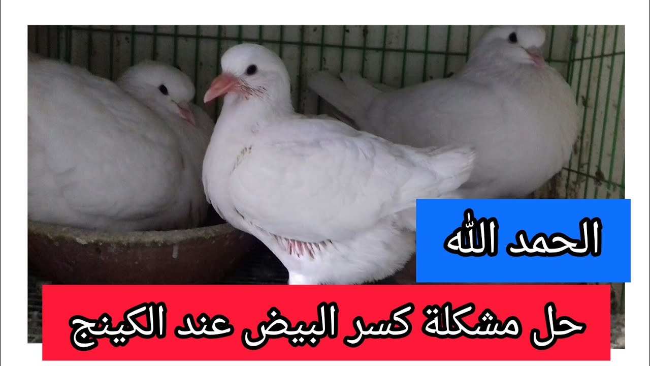 بفضل الله علاج مشكلة كسر البيض تحت الحمام الكينج عندي الخميس 28 يناير