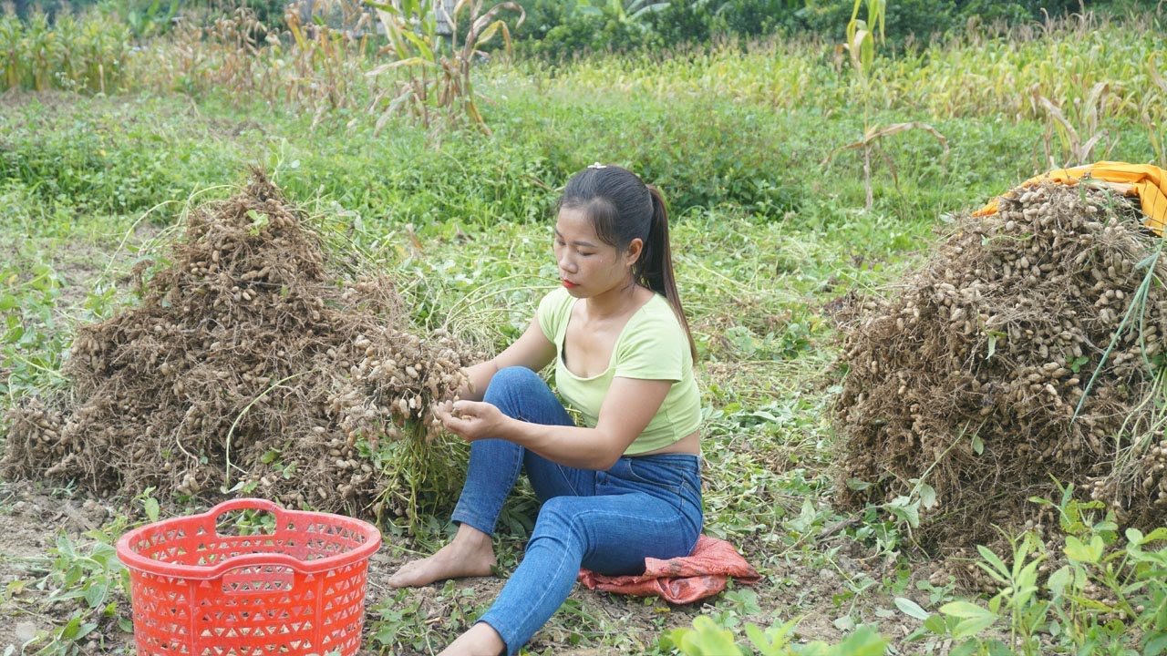 Harvest peanuts and sell them. make an outdoor bath - Single mother life