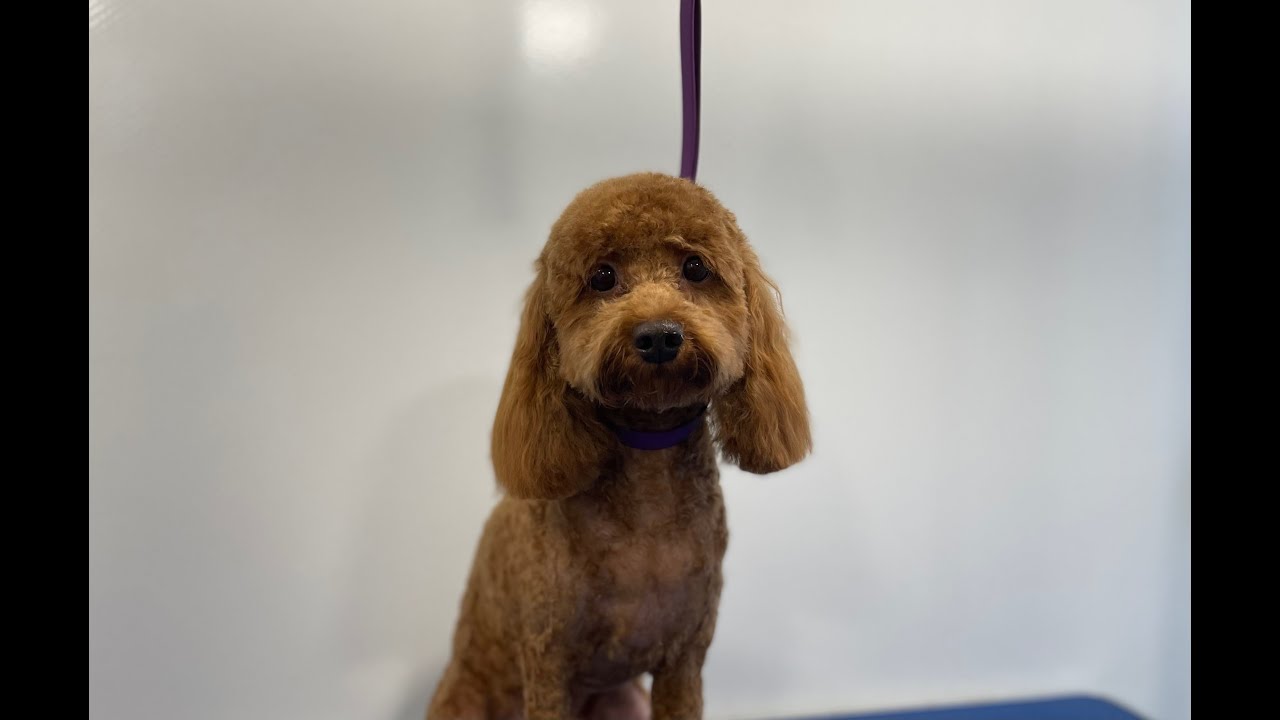 Matted Cavapoo Shave down | Cute Head | Dog Grooming