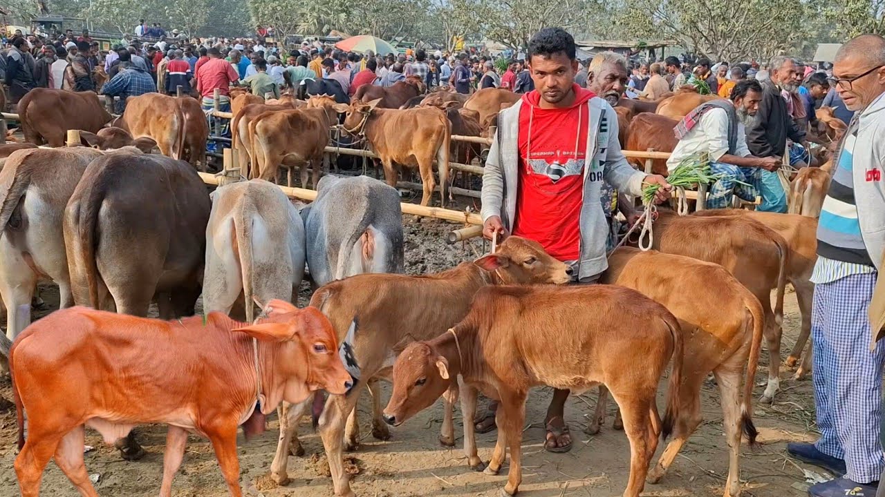 ১৯ জানুয়ারি 2026| সবচেয়ে ছোট্ট ছোট্ট ষাঁড় ও বকনা বাছুর গরুর দাম | রানীগঞ্জ হাট | থেকে দিনাজপুর 