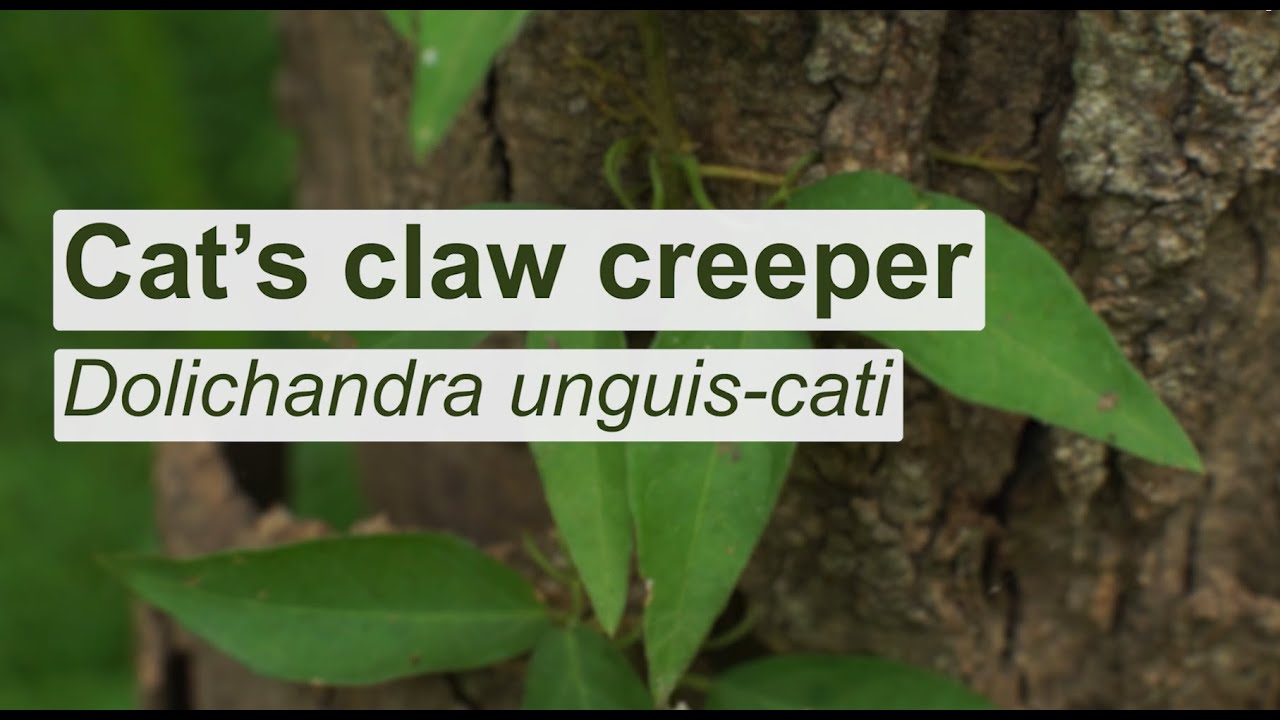 How to control cat’s claw creeper on your property