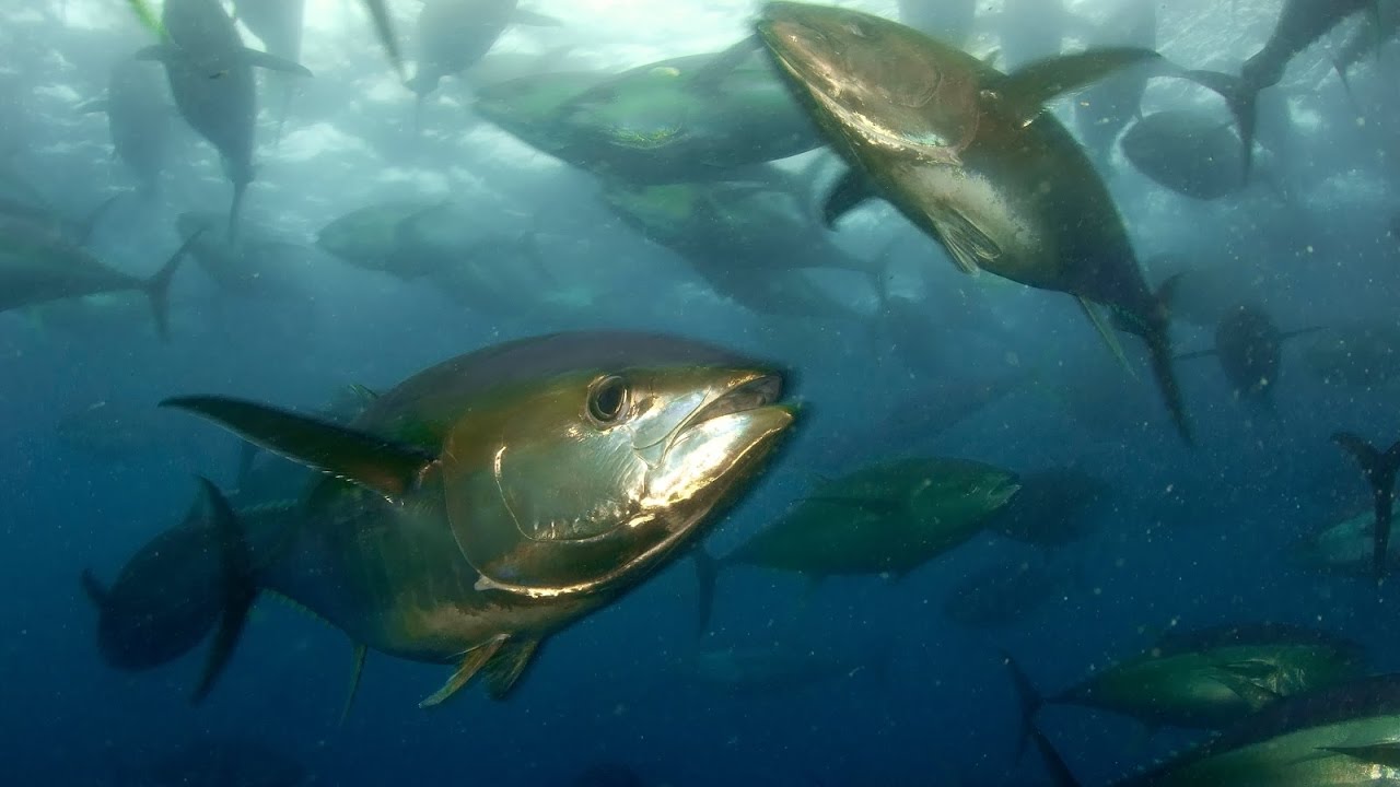 Spearfishing Gigant Yellow fin Tuna.Panama.Подводная охота на ТУНЦА.Шок вода бурлит от рыбы.