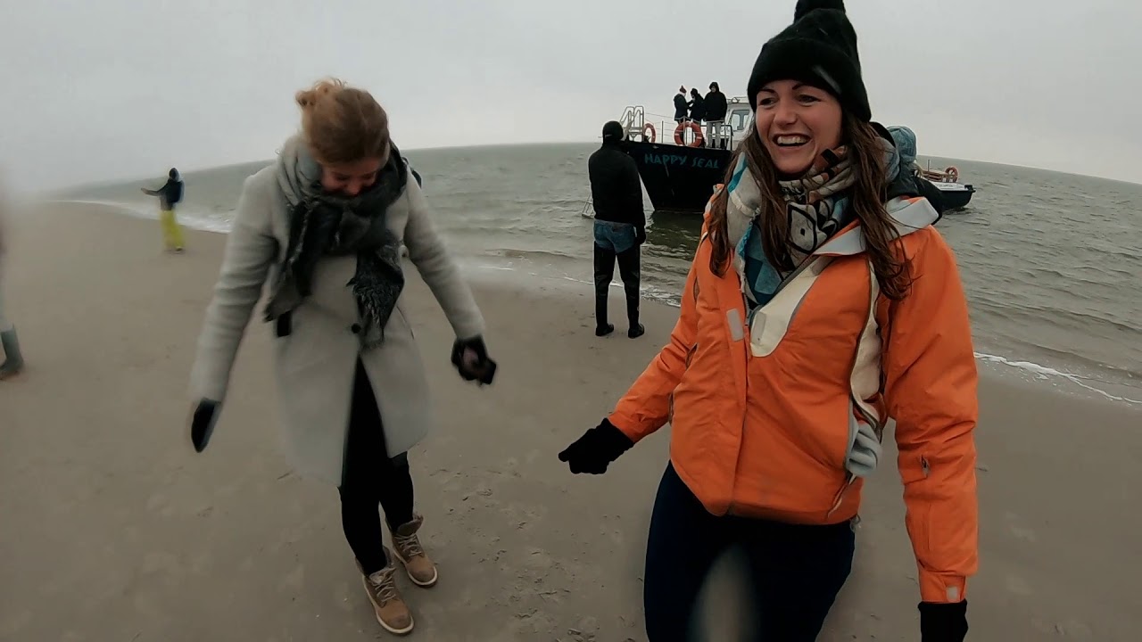 Zeehonden vrijlaten