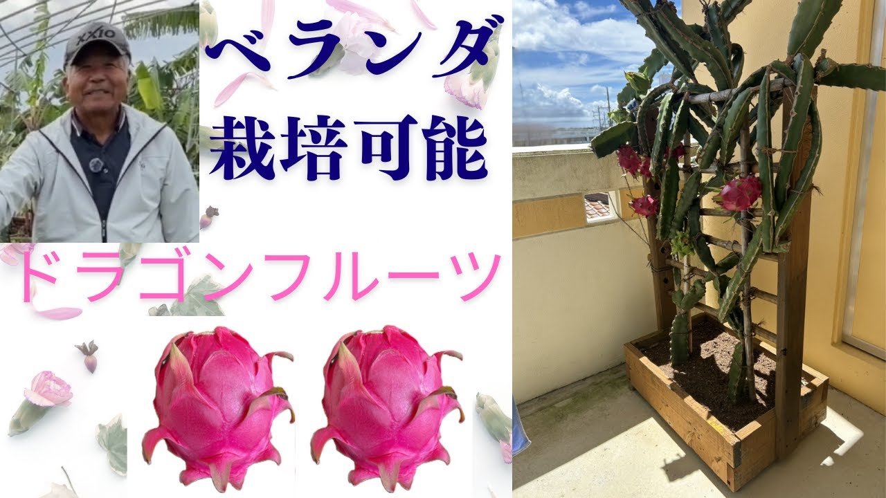 家庭のベランダでも糖度15度以上のドラゴンフルーツの実が採れます。圃場で21度が出ました！