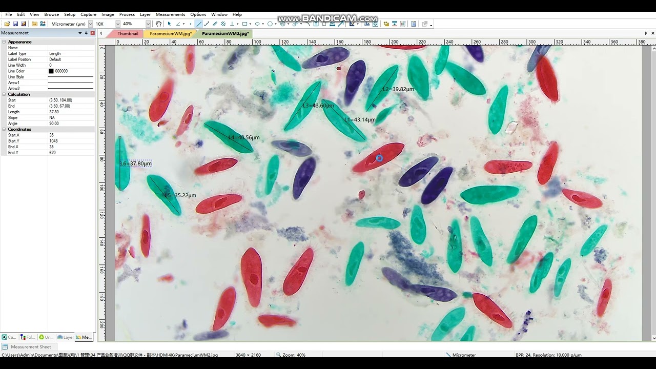 ImageView Microscope Camera Software: Reports