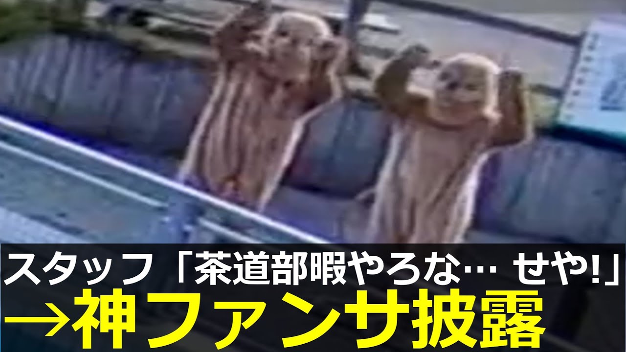 アザラシ幼稚園、スタッフニキネキが茶道部の退屈を破壊してしまう