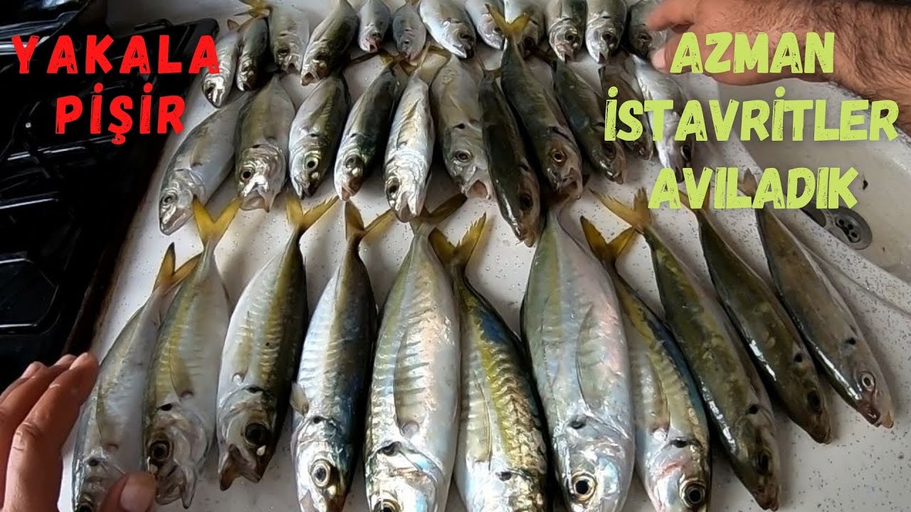 AKDENİZ DE DEV İSTAVRİT BALIKLARI, BALIK AVI ,YAKALA PİŞİR #istavritavı