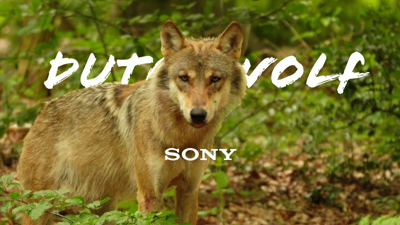 The Dutch Wolf - 4K Shortfilm | Sony ZV-E10